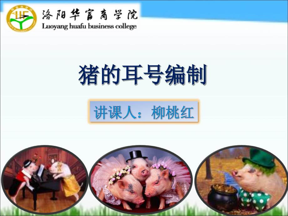 《猪的耳号编制》PPT课件.ppt_第1页