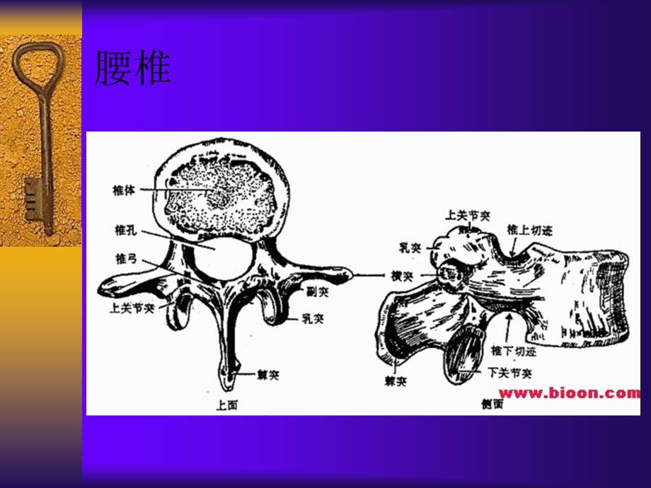 中西医结合治疗腰椎间盘突出症_第4页