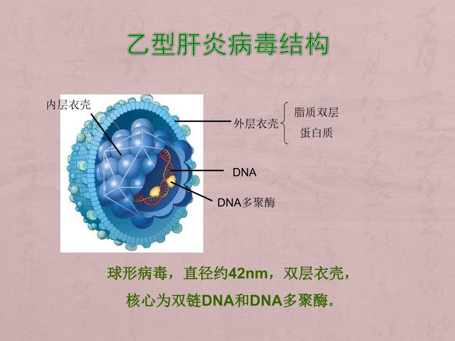 孕妇学校乙肝_第3页