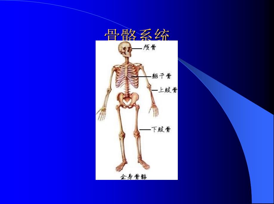 最全人体解剖学图谱.ppt_第1页