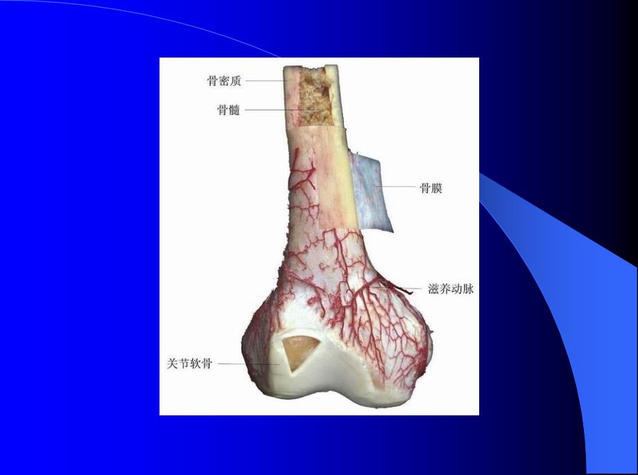 最全人体解剖学图谱.ppt_第2页