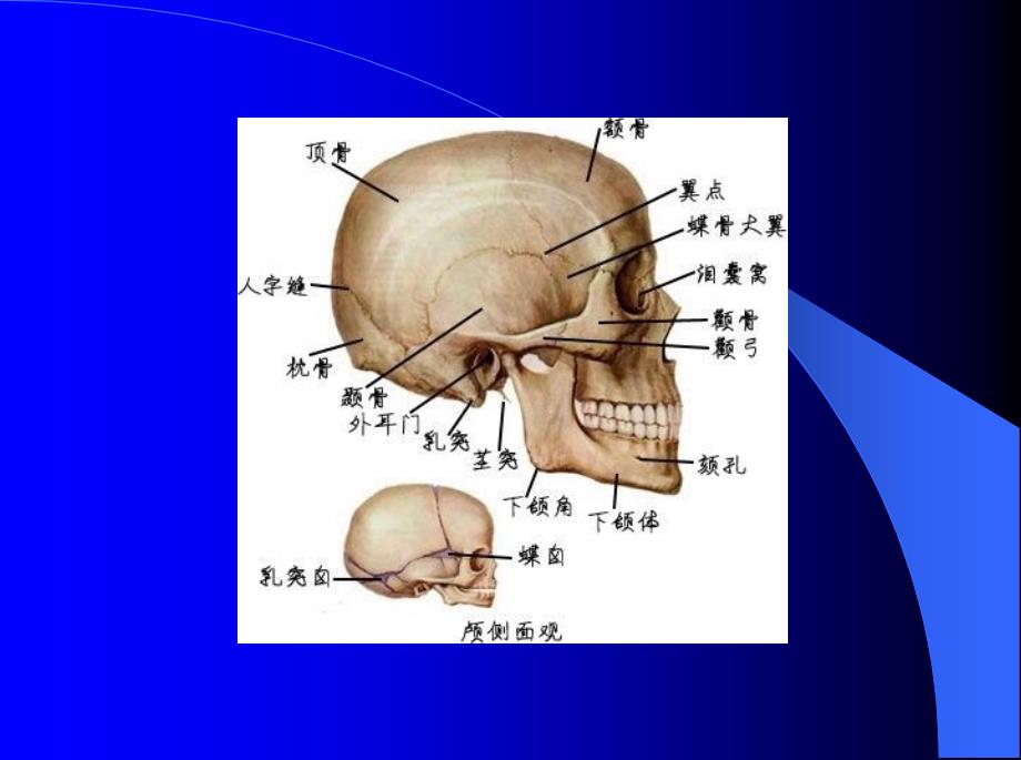 最全人体解剖学图谱.ppt_第4页