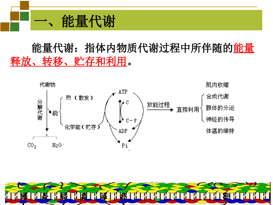 第七章能量代谢分解课件_第3页