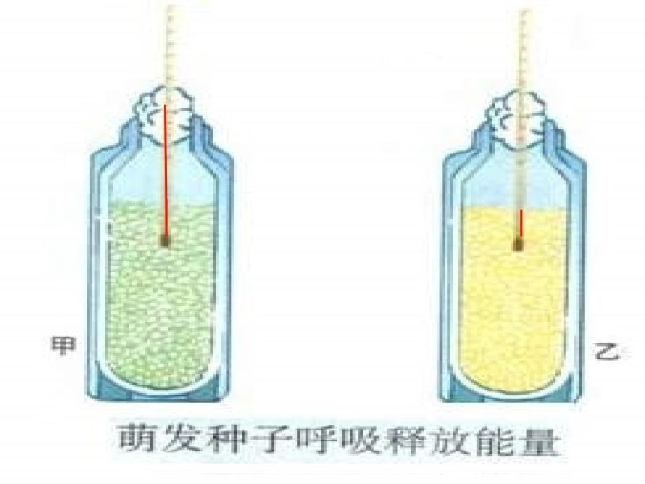 七年级生物上册 第三单元 第五章 第二节 绿色植物的呼吸作用课件 （新版）新人教版_第5页