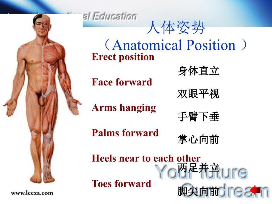 最新医学基础消化系统幻灯片_第2页