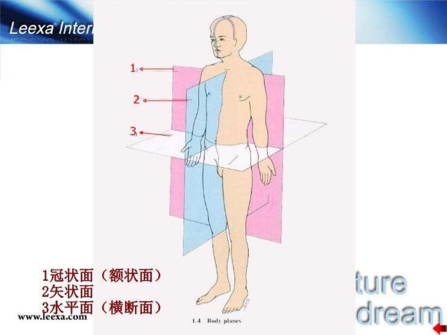 最新医学基础消化系统幻灯片_第3页