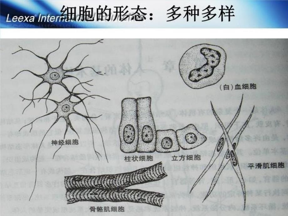 最新医学基础消化系统幻灯片_第5页