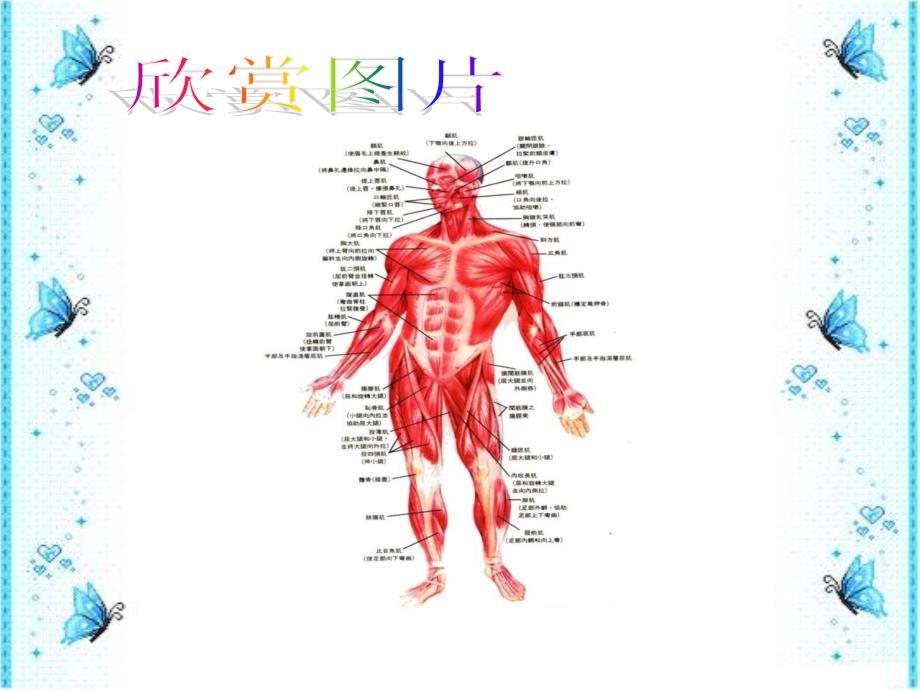 青岛版小学科学三年级下册肌肉课件_第2页