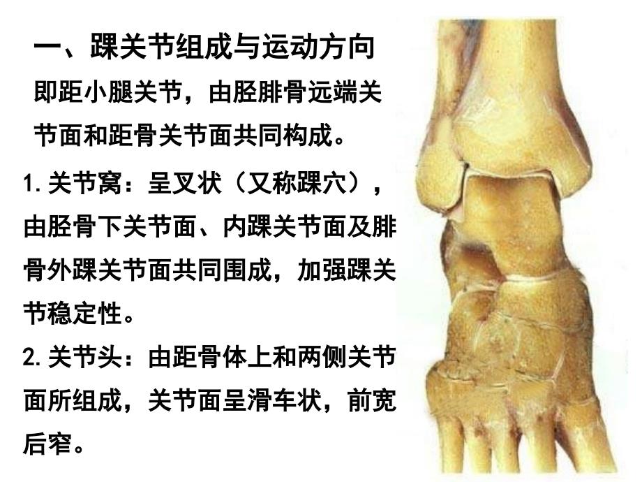 踝关节运动学_第3页