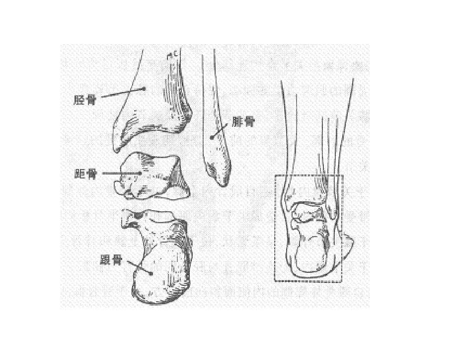 踝关节运动学_第4页