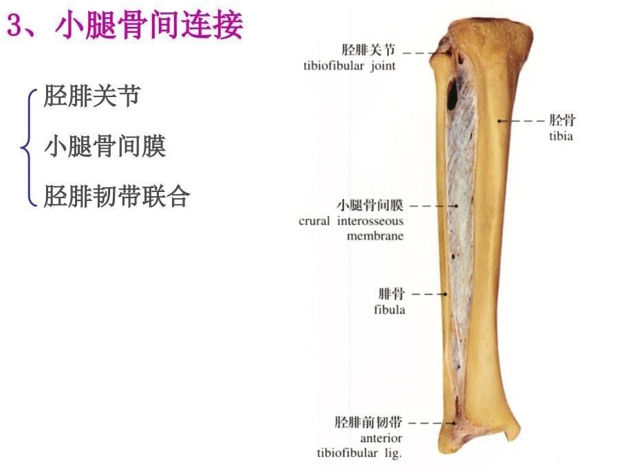 踝关节运动学_第5页