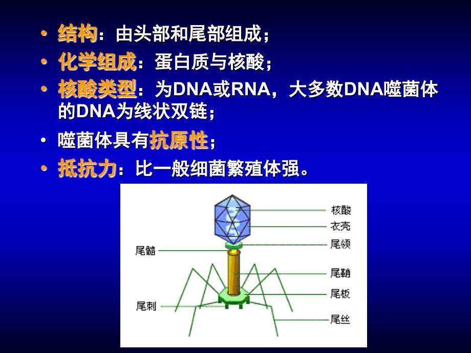 医学课件第04章噬菌体_第4页