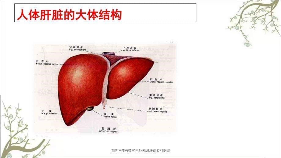 脂肪肝都有哪些害处郑州肝病专科医院_第5页