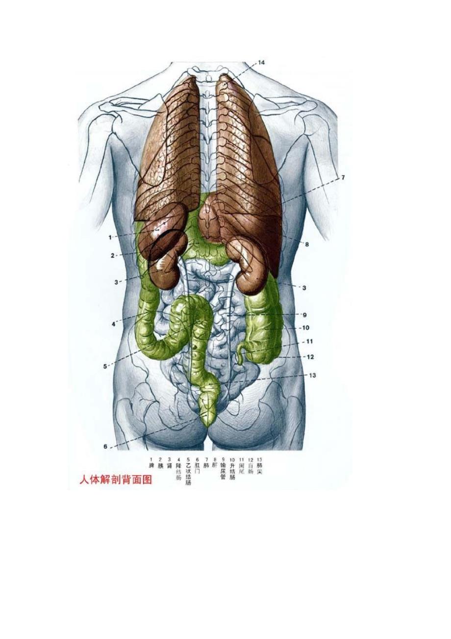 人体穴位图大全及详解_第2页