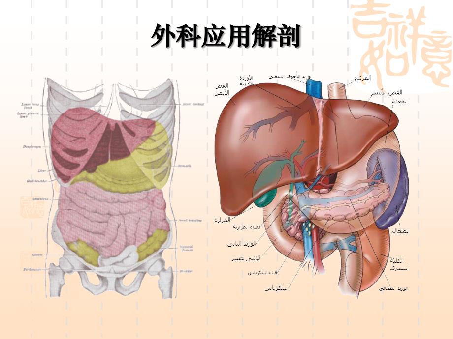 胰十二指肠切除术丁香版_第4页