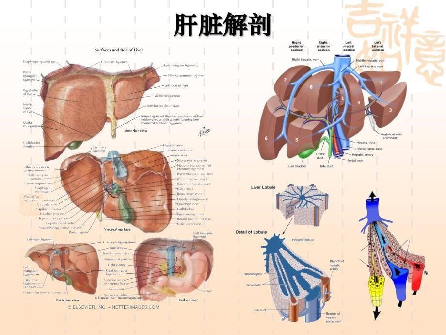 胰十二指肠切除术丁香版_第5页