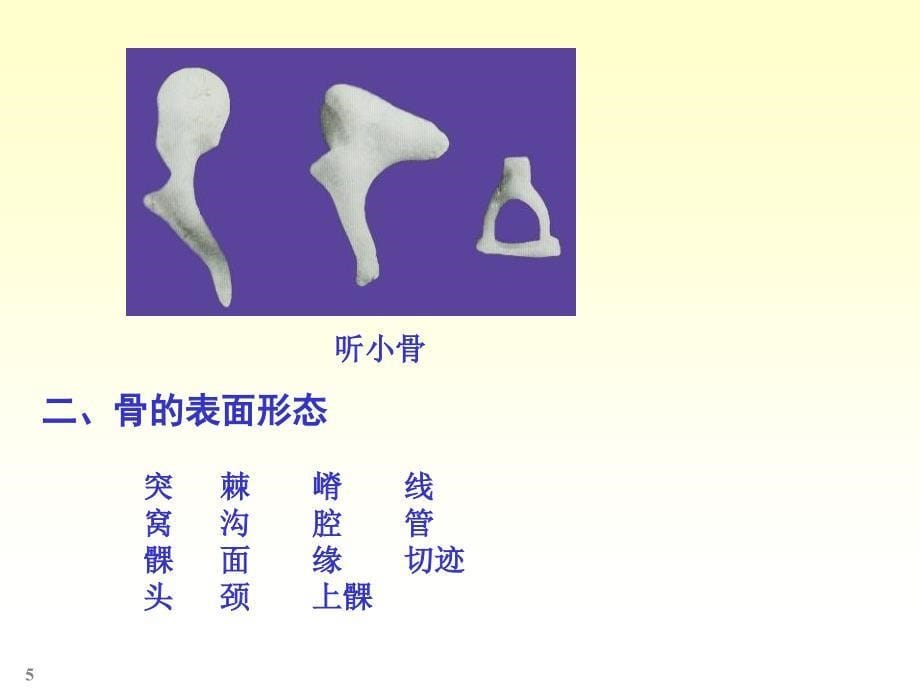 人体解剖实验教学提纲_第5页