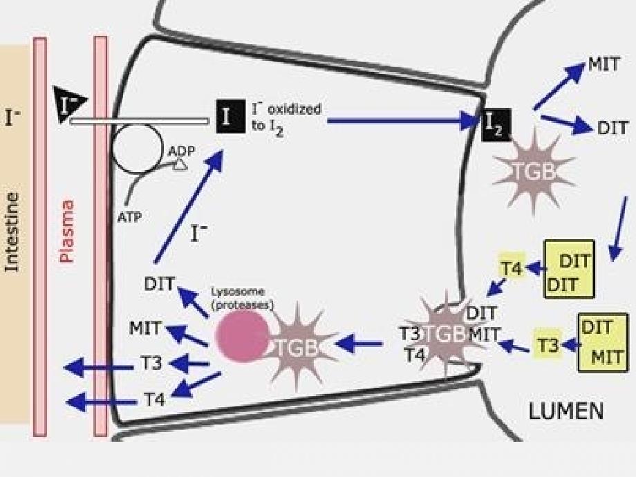 临本内分泌第三节甲状腺_第3页