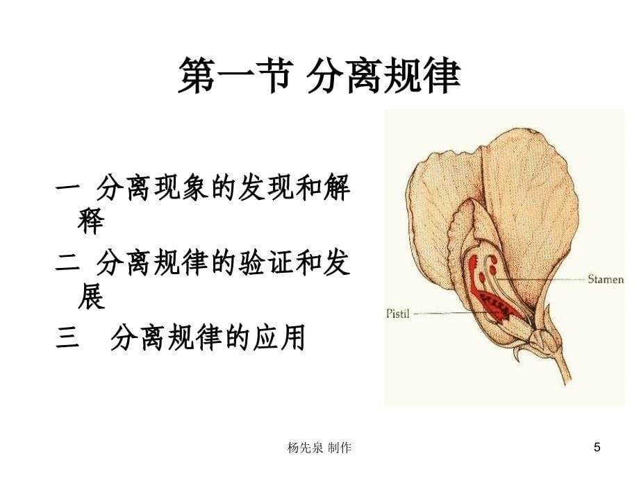 遗传学第三章 遗传的基本规律s课件.ppt_第5页