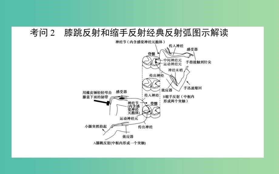 2020版高考生物新金典大一轮复习 课堂互动探究案3.1.2人和高等动物的神经调节课件 新人教版.ppt_第5页