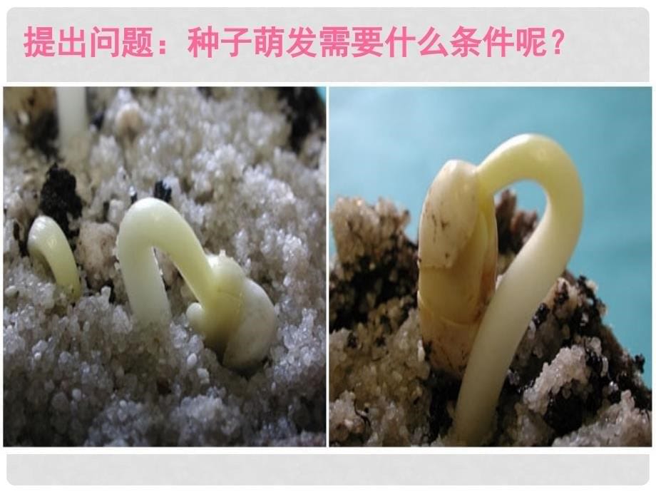 广东省佛山市顺德区江义初级中学七年级生物上册 第三单元 第2章 第1节 种子的萌发课件 新人教版_第5页