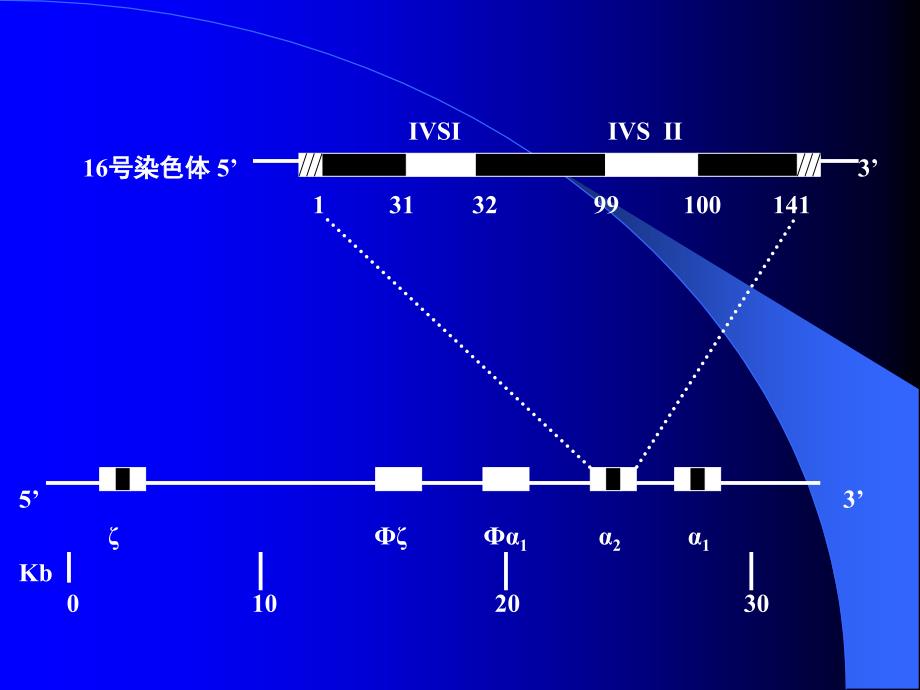 地中海贫血的研究进展课件_第4页