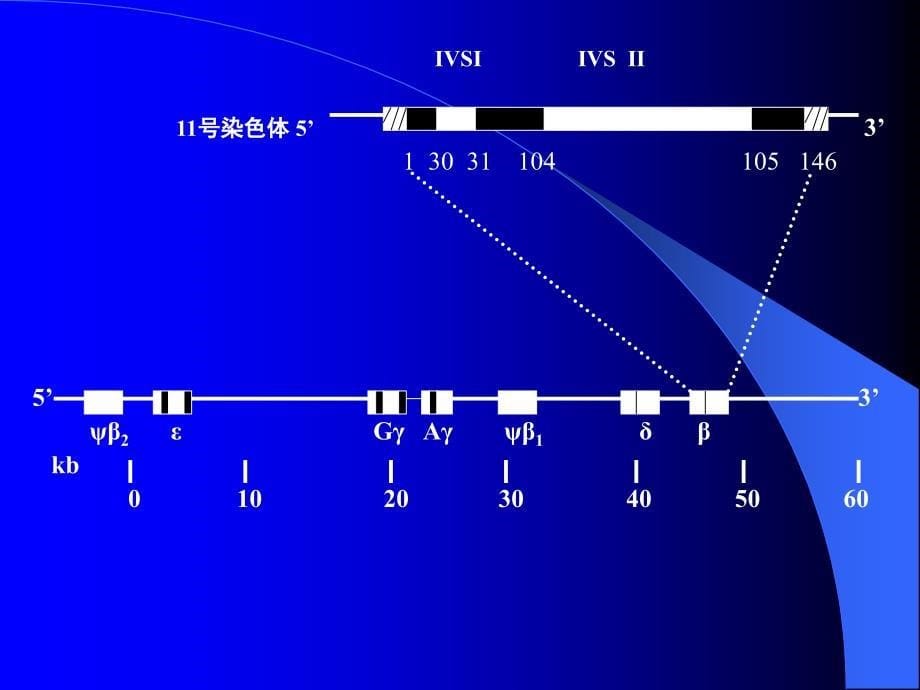 地中海贫血的研究进展课件_第5页