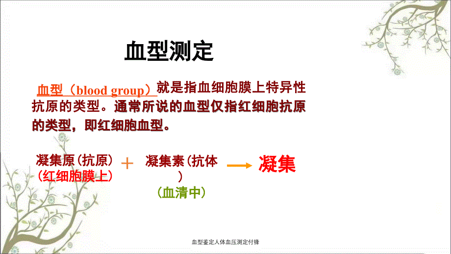 血型鉴定人体血压测定付锋课件_第2页