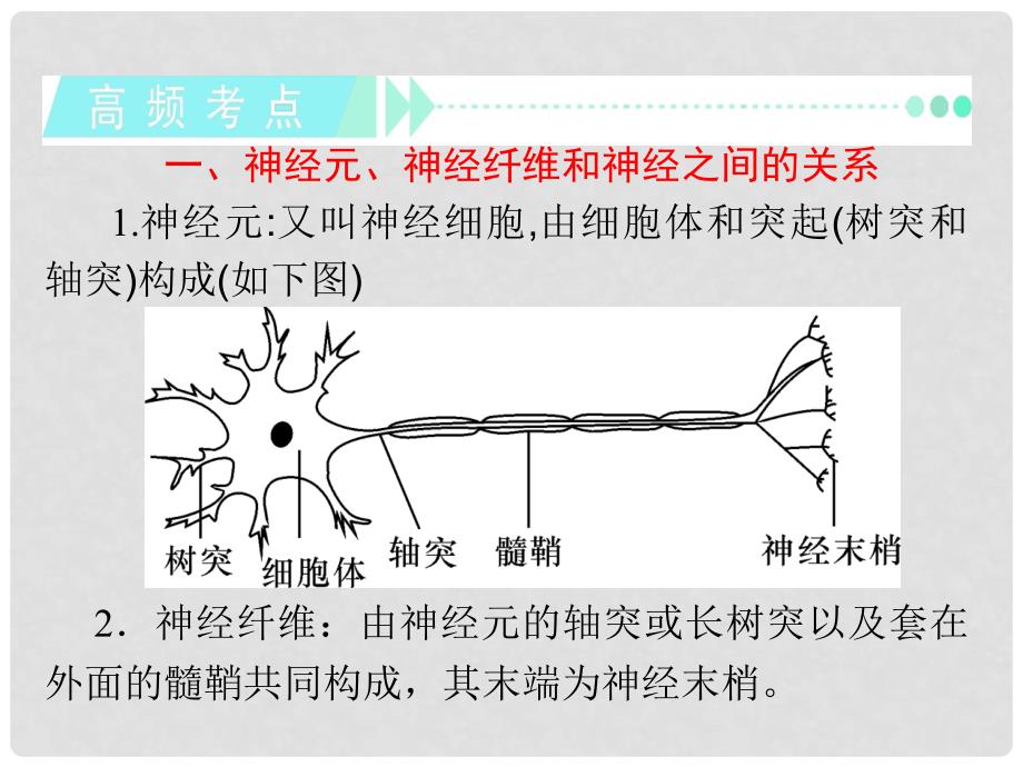 高考生物第一轮总复习（高频考点+易错易混警示+实验探究）第2讲 通过神经系统的调节课件 新人教版必修3_第3页