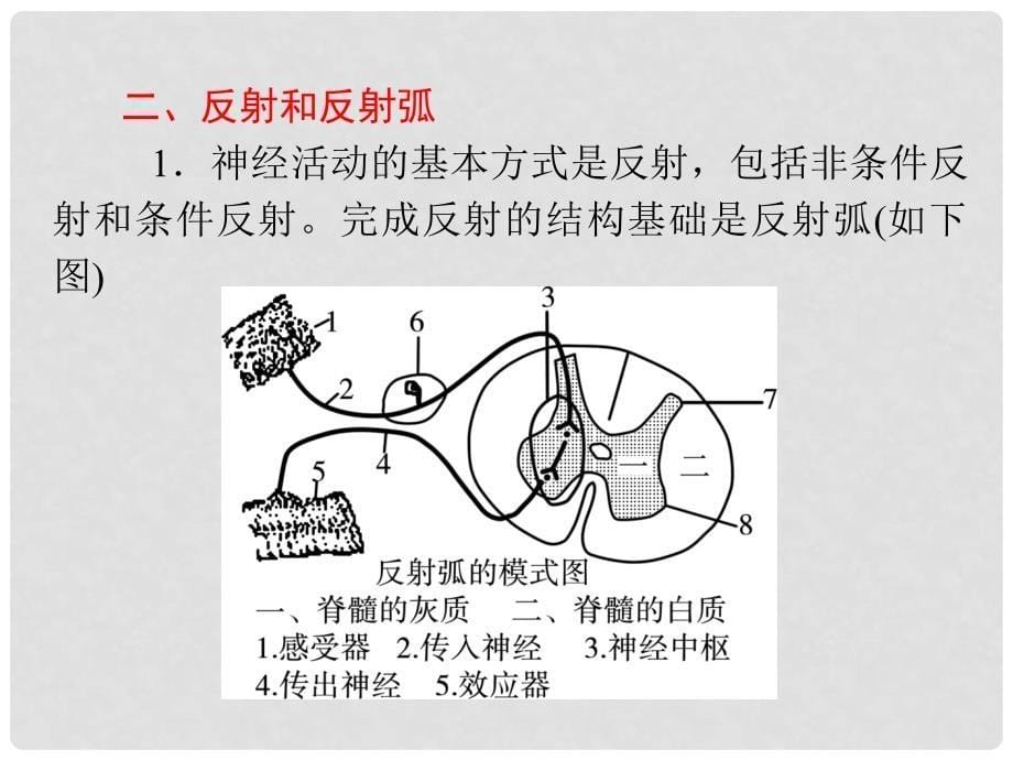 高考生物第一轮总复习（高频考点+易错易混警示+实验探究）第2讲 通过神经系统的调节课件 新人教版必修3_第5页
