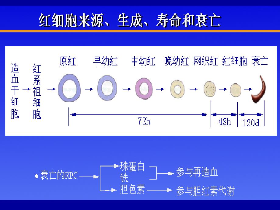 《临床血液学检查》PPT课件_第4页