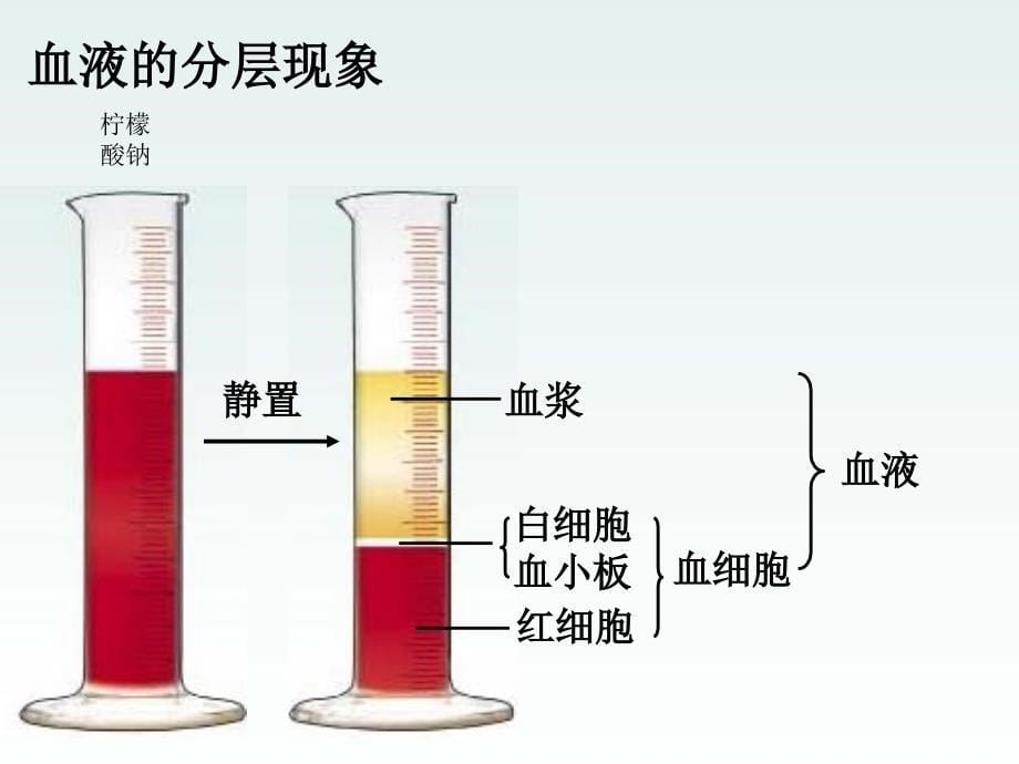 《人体内物质的运输》复习PPT优秀课件_第5页