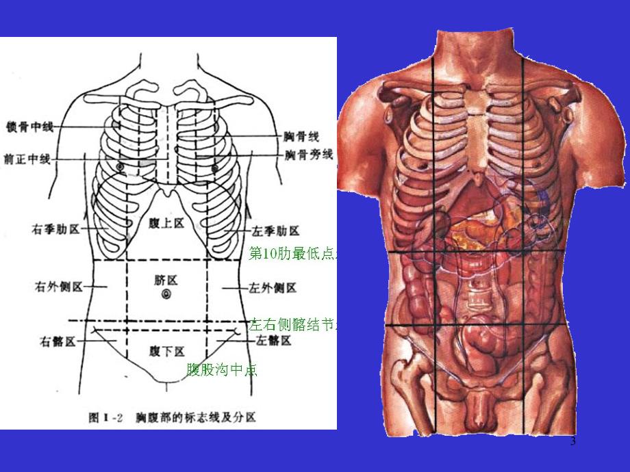 4消化系统人体结构学_第3页