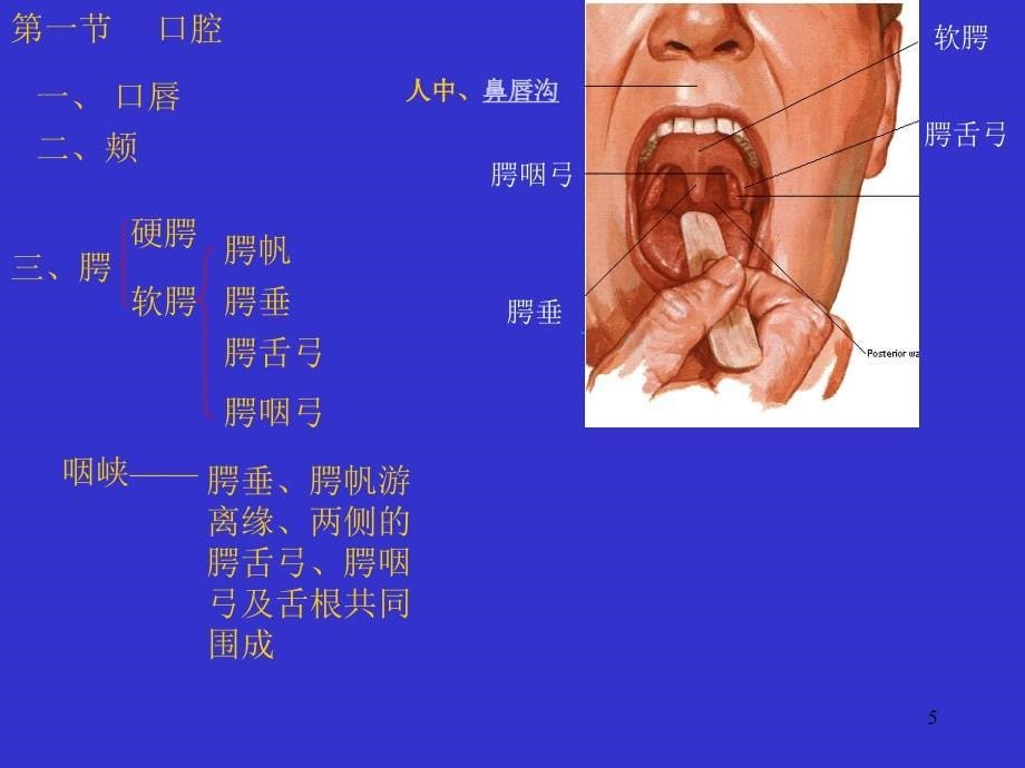 4消化系统人体结构学_第5页