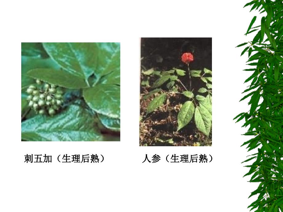 医学专题：药用植物栽培学4-2_第4页