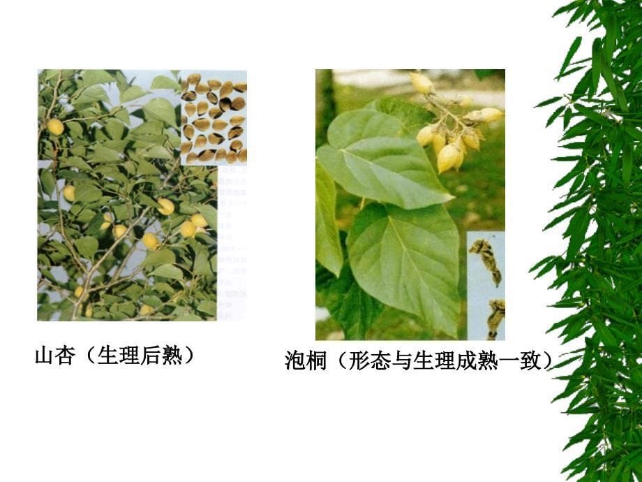 医学专题：药用植物栽培学4-2_第5页