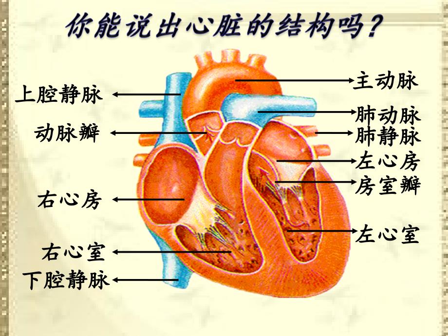 血液循环的途径_第3页