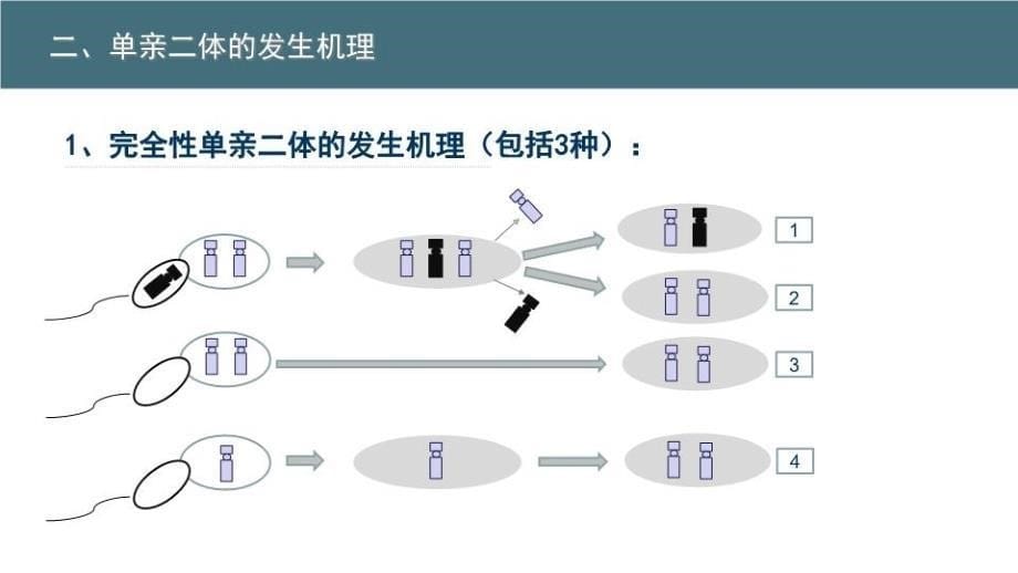 单亲二体产前诊断中心复习课程_第5页