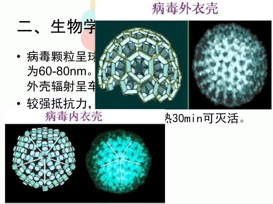 人类轮状病毒ppt课件文档资料_第4页