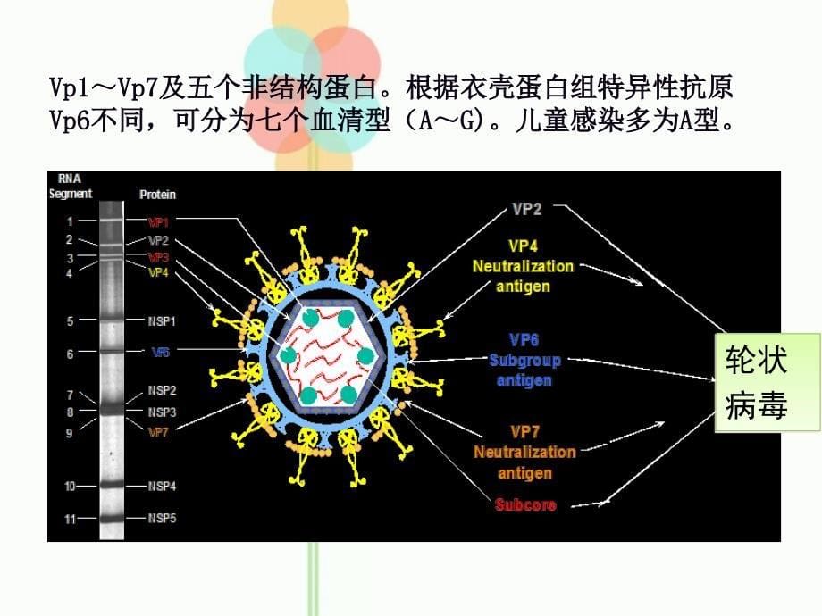 人类轮状病毒ppt课件文档资料_第5页