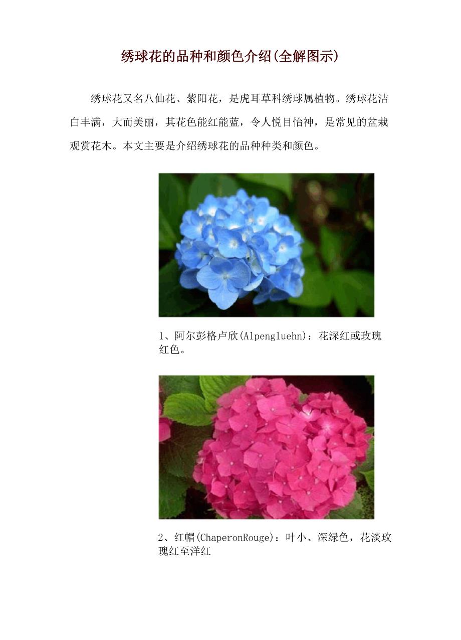 绣球花的品种和颜色介绍_第1页