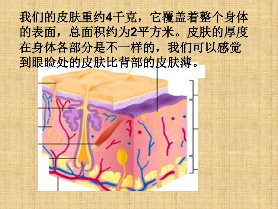 七年级生物下册汗液的形成和排出课件济南版_第4页