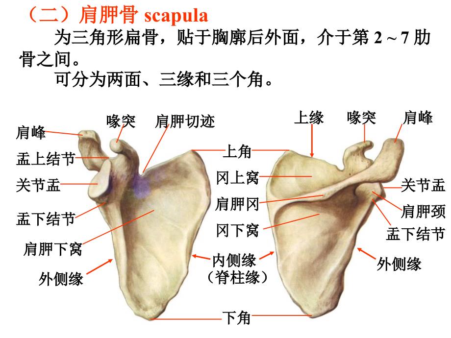 上肢骨与其连结_第4页