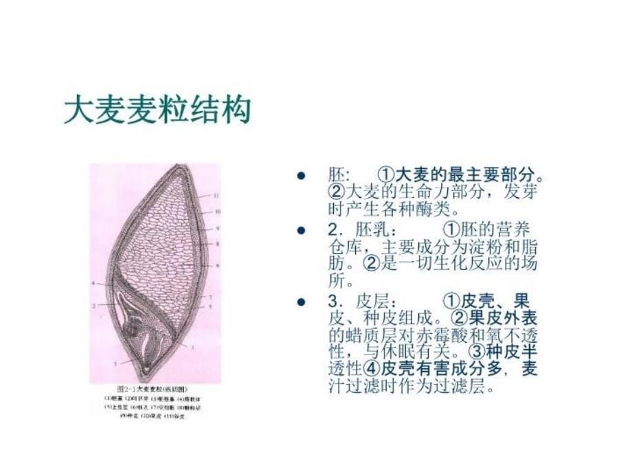 最新啤酒生产技术48PPT课件_第5页