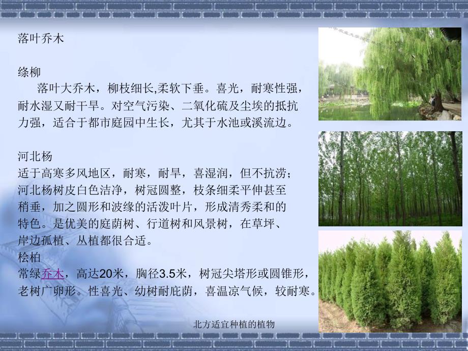 北方适宜种植的植物课件_第4页