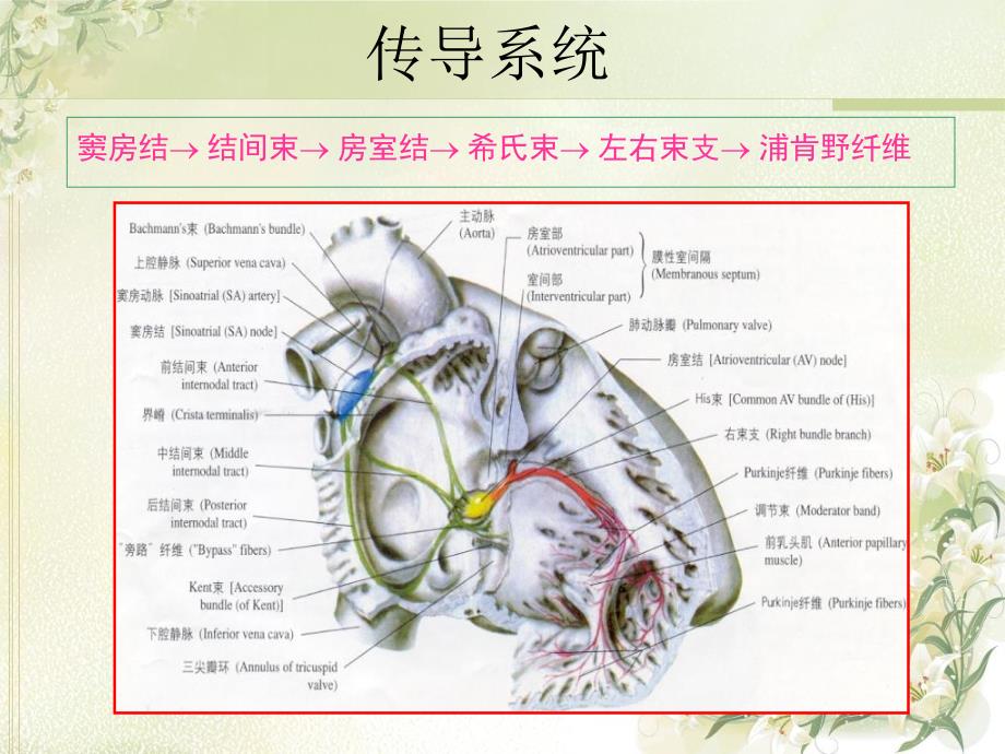 《室性早搏的诊治》PPT课件_第4页