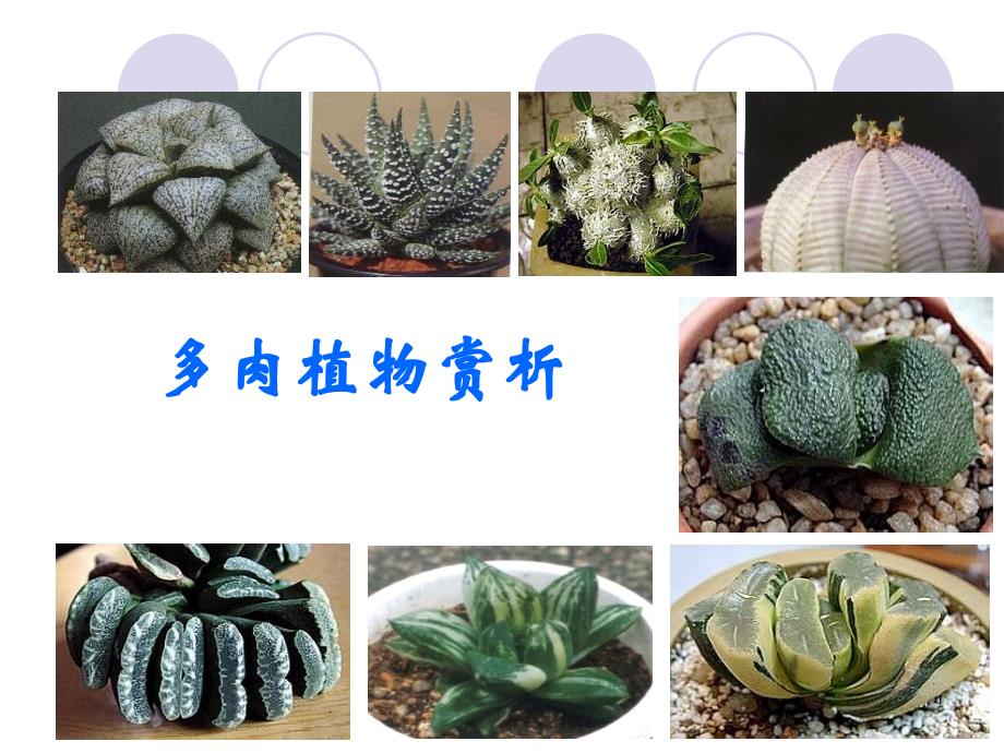 关于多肉植物PPT优秀课件_第1页