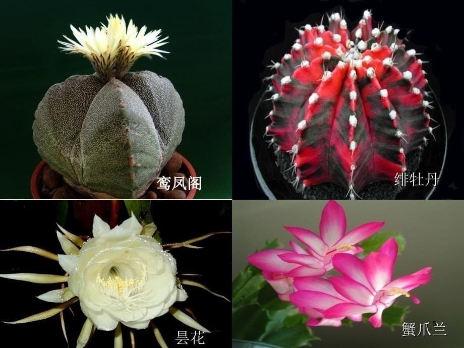 关于多肉植物PPT优秀课件_第5页