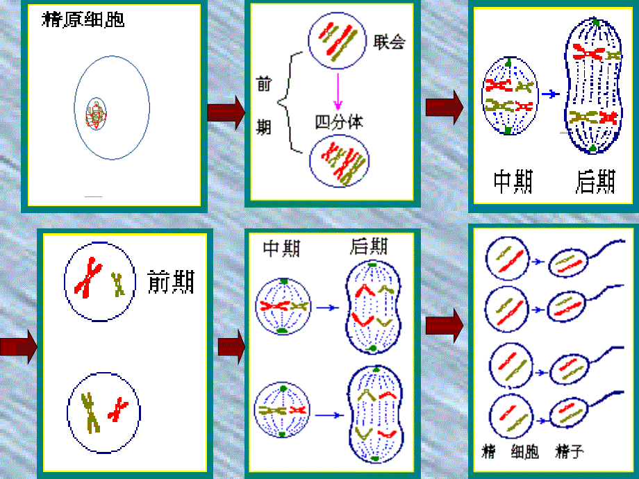 外国语学校蔡敬辉基因在染色体上_第4页