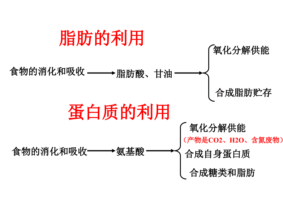 体内物质的动态平衡zxm课件_第4页